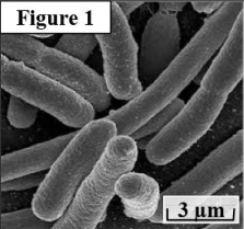Le génie génétique: Principes et techniques